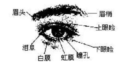 眼尾長 面相|金自在相面秘訣——眼睛篇